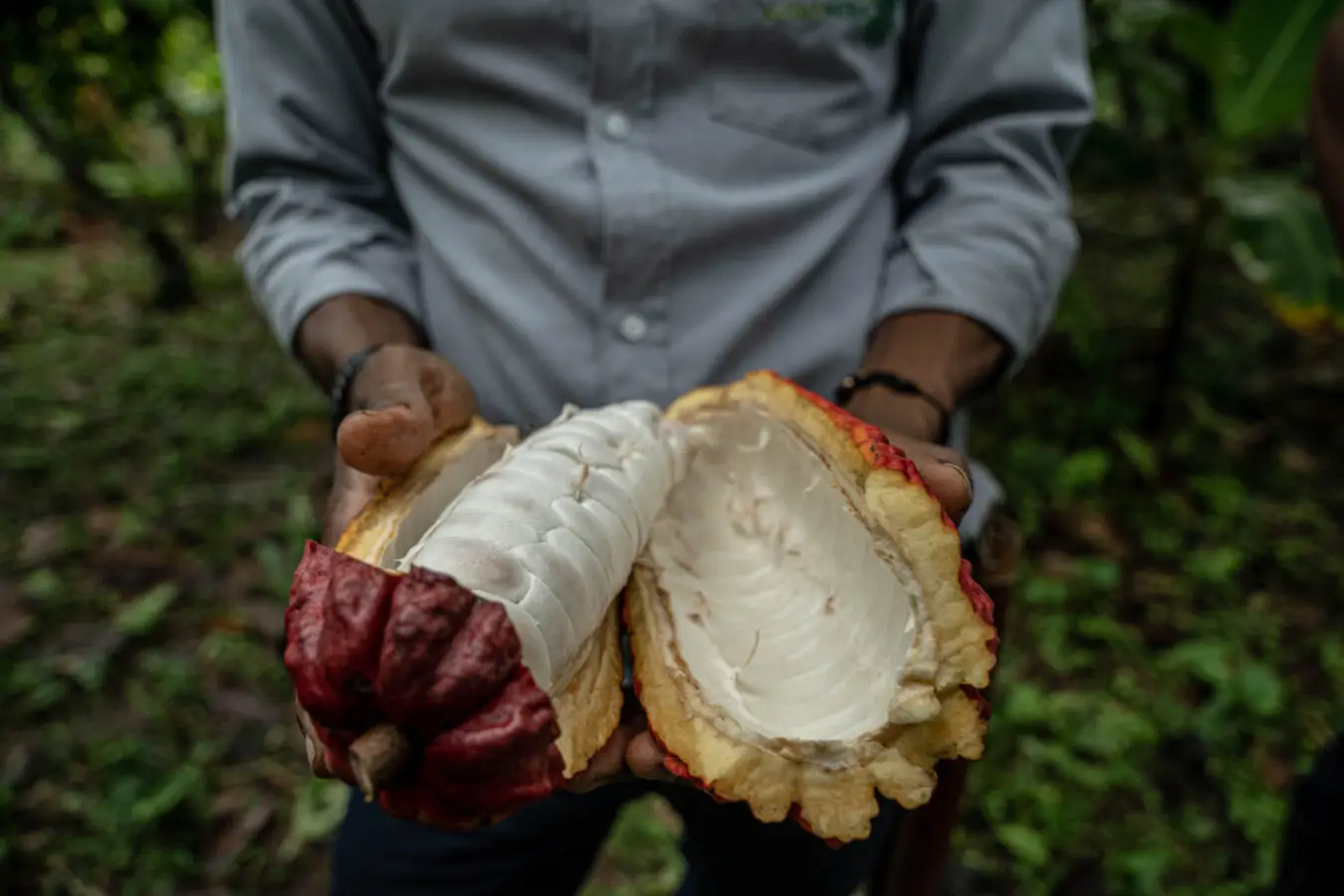 Tumaco